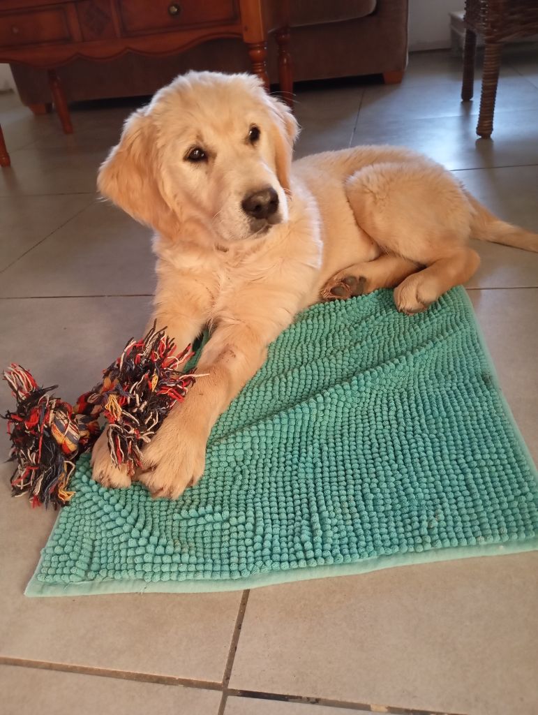 Du Peducasse - Chiot disponible  - Golden Retriever