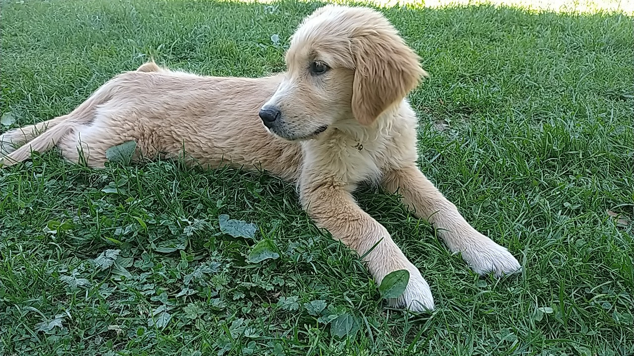 Alza De La Vallée Des Golden D'Or